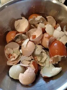 egg shells